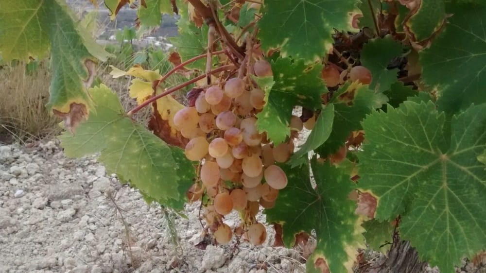 La Unió Llauradora calcula pérdidas de 1,6 millones en la uva de mesa de la Marina Alta por la sequía