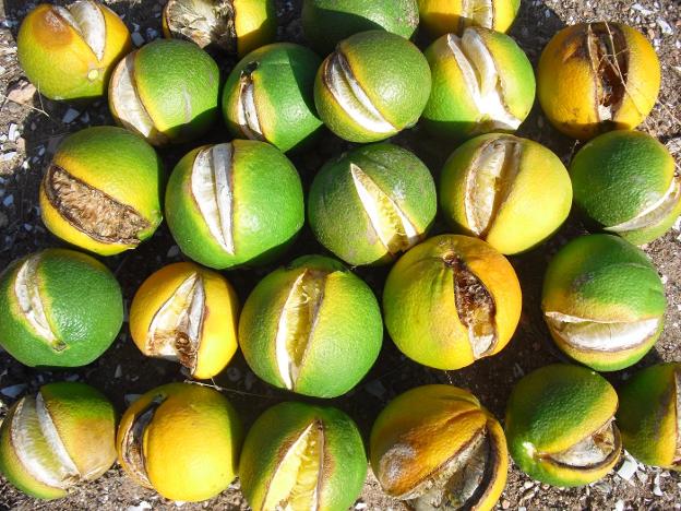 valencia_naranjas_seguros_