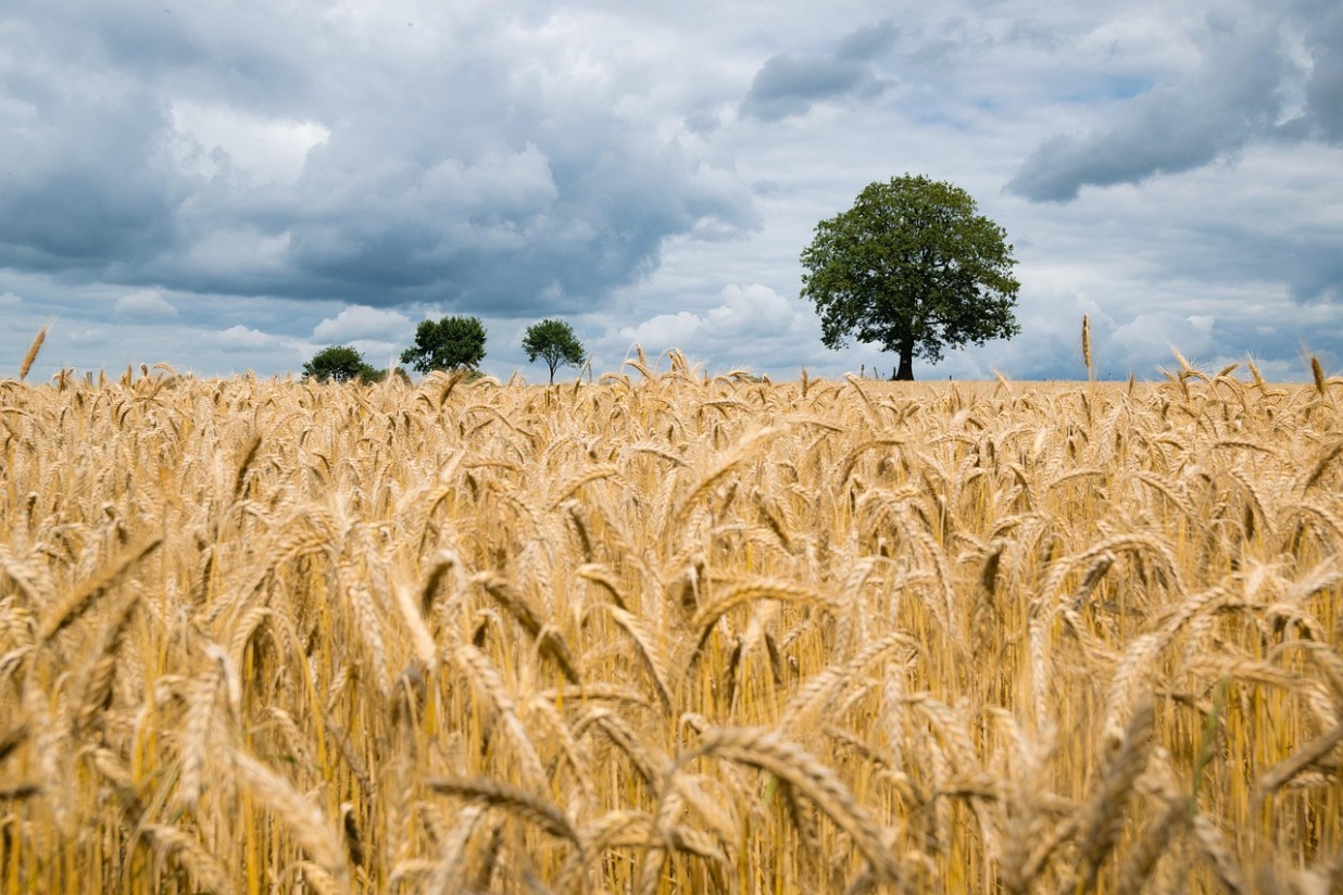 Cereales: el informe USDA apoya los repuntes de precios del trigo y el maíz por un balance de mercado más débil del previsto