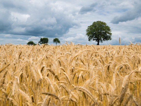 Cereales: el informe USDA apoya los repuntes de precios del trigo y el maíz por un balance de mercado más débil del previsto