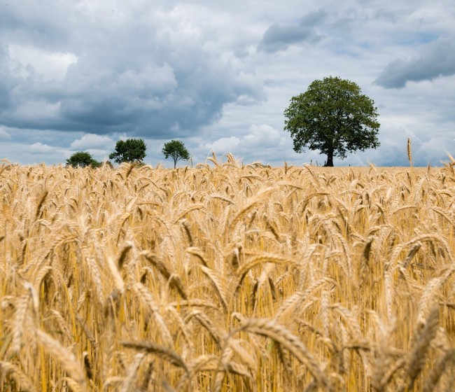 Cereales: el informe USDA apoya los repuntes de precios del trigo y el maíz por un balance de mercado más débil del previsto