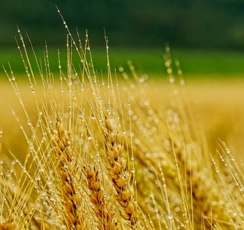 Unión de Uniones denuncia el colapso del precio del cereal y anuncia movilizaciones