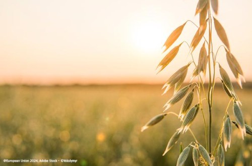Bruselas activa el «freno de emergencia» para las importaciones de avena de Ucrania