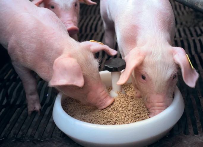 Los precios de los piensos para alimentación de ganado aviar y porcino subieron en mayo