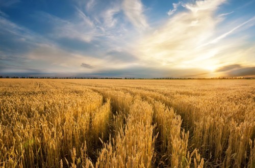 Agroseguro abona otros 12,9 millones por daños en el cereal, en la cosecha 2025