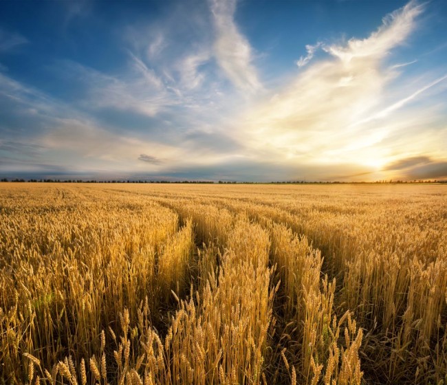 La UE prevé una leve recuperación de cereales en 2025 y buenos resultados en cultivos proteicos