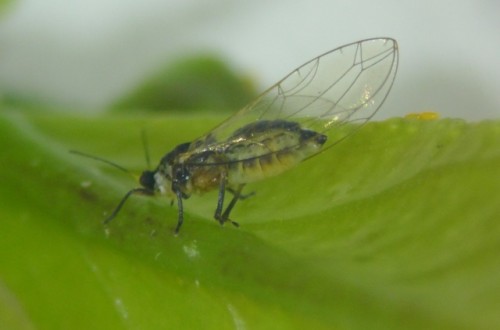 Los exportadores españoles de cítricos alertan ante la reaparición del Citrus greening en Sudáfrica