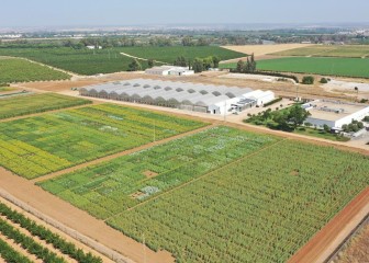 Quelex, la nueva apuesta de Corteva para el control eficaz de malas hierbas en olivar