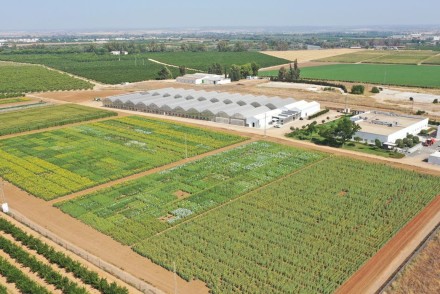 Quelex, la nueva apuesta de Corteva para el control eficaz de malas hierbas en olivar