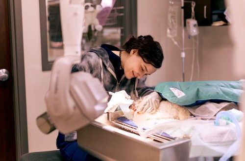 Boehringer Ingelheim lanza una campaña para poner en valor la figura del veterinario