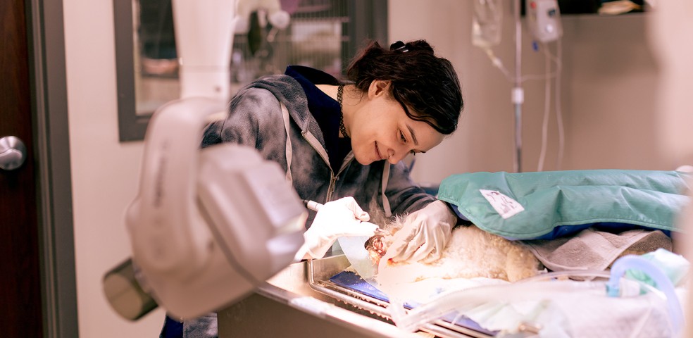 Veterinarios