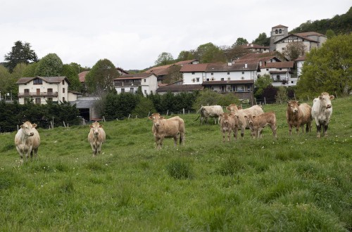 Navarra convoca ayudas por 13,5 millones para inversiones que mejoren la competitividad del sector agroganadero