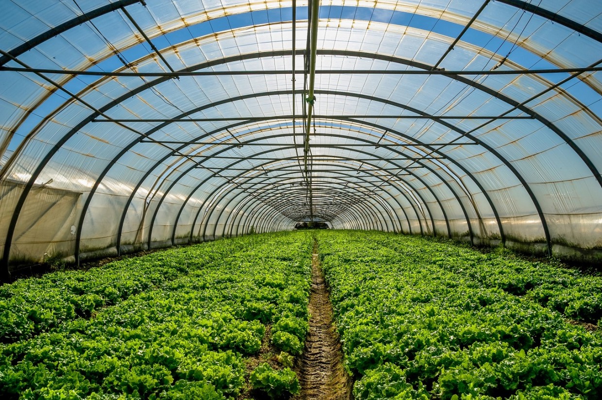 Andalucía dota con 441,3 M€ su primer Plan Estratégico de Frutas y Hortalizas de Invernadero Horizonte 2030