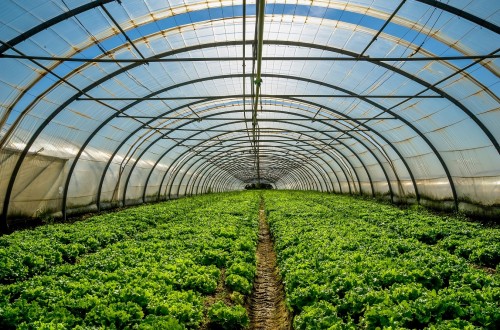 Andalucía dota con 441,3 M€ su primer Plan Estratégico de Frutas y Hortalizas de Invernadero Horizonte 2030