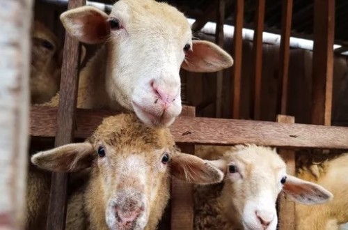 La EFSA observa problemas de bienestar animal en el sacrificio de ovejas y cabras