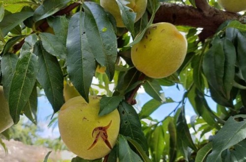 Murcia, Enesa y Agroseguro acuerdan un nuevo módulo de seguro agrario que beneficiará a los agricultores de fruta de hueso