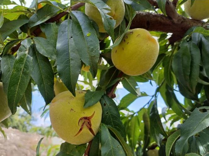 Las tormentas de la pasada semana causan daños en 65.000 ha de cultivos asegurados