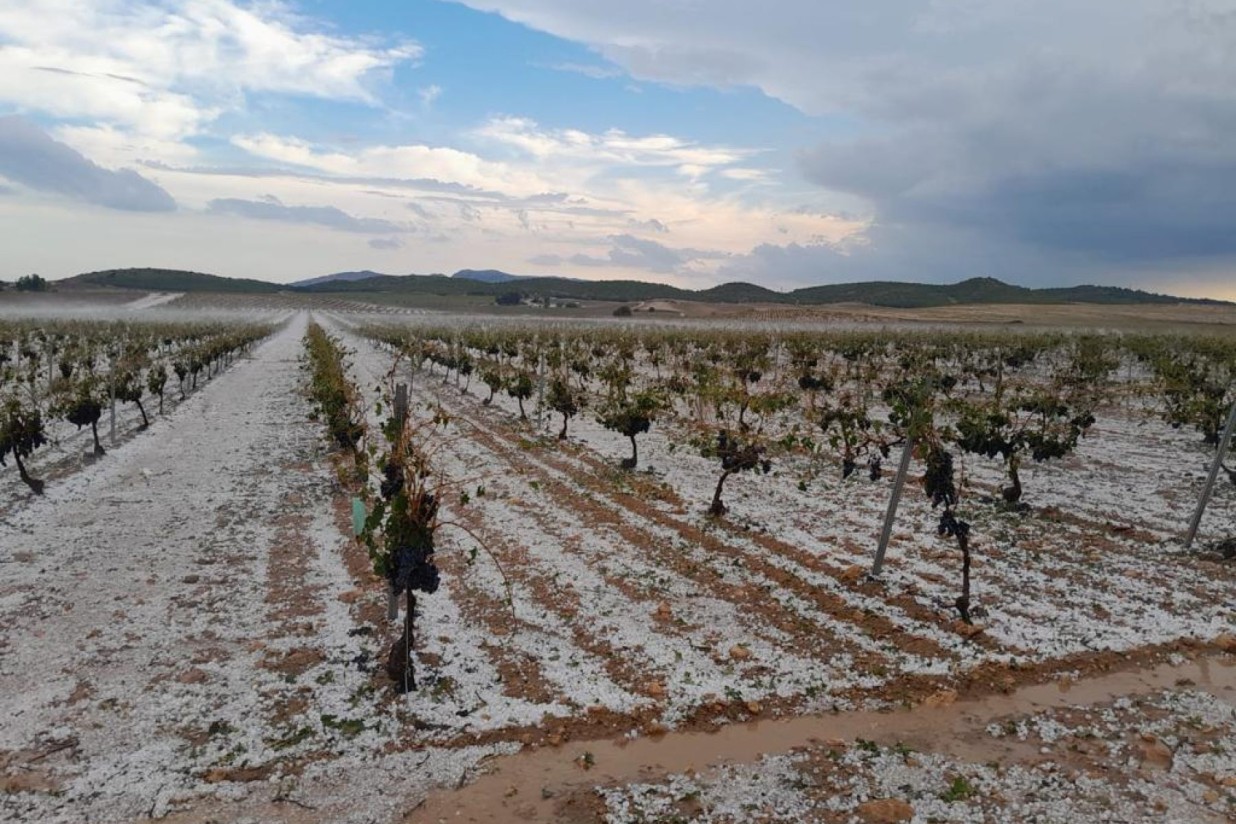Agroseguro estima daños en más de 200.000 hectáreas de viñedo con unas indemnizaciones que podrían alcanzar los 92 millones
