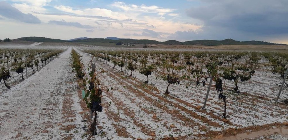 Pedrisco_Viñedo