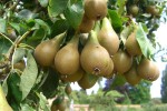 El comité de pera y manzana de Fepex prevé una menor producción y muestra su preocupación por el ‘fuego bacteriano’