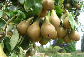 El comité de pera y manzana de Fepex prevé una menor producción y muestra su preocupación por el ‘fuego bacteriano’