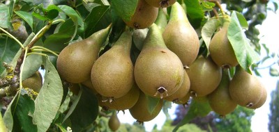 El comité de pera y manzana de Fepex prevé una menor producción y muestra su preocupación por el ‘fuego bacteriano’