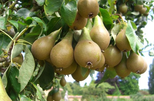 El comité de pera y manzana de Fepex prevé una menor producción y muestra su preocupación por el ‘fuego bacteriano’