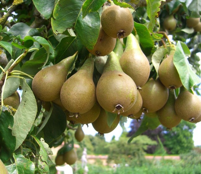 El comité de pera y manzana de Fepex prevé una menor producción y muestra su preocupación por el ‘fuego bacteriano’