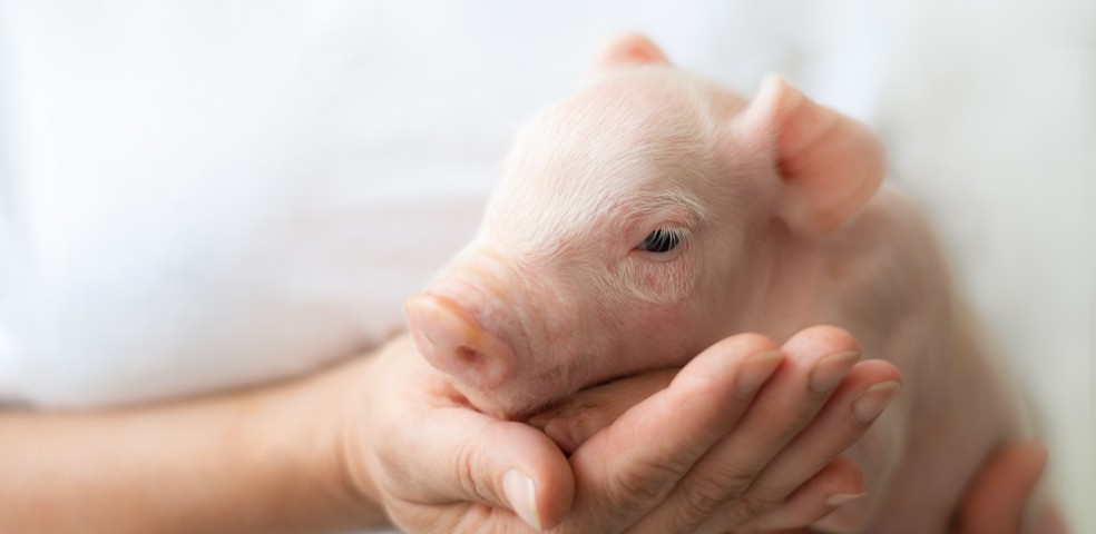 MSD Animal Health