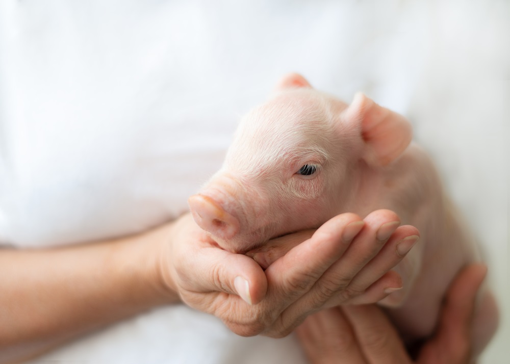 MSD Animal Health lanza la primera vacuna atenuada frente al rotavirus porcino