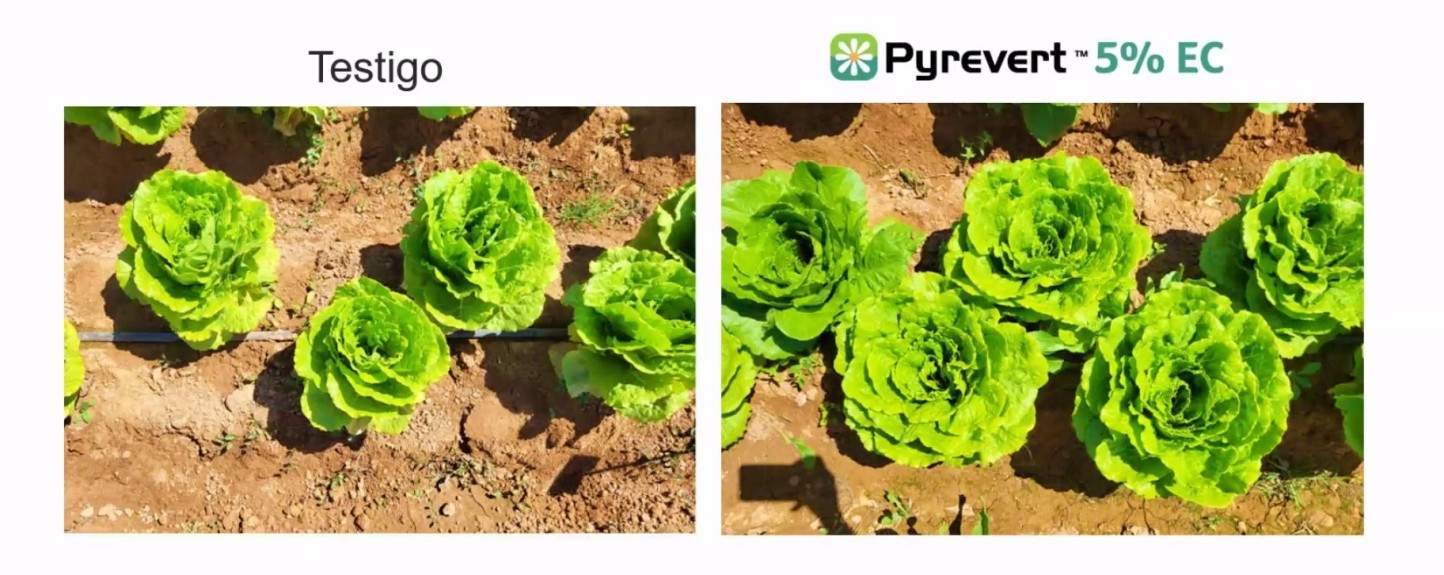 Syngenta lanza el bioinsecticida multiplaga Pyrevert 5% EC