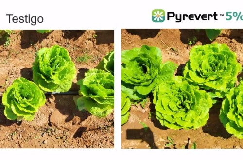 Syngenta lanza el bioinsecticida multiplaga Pyrevert 5% EC