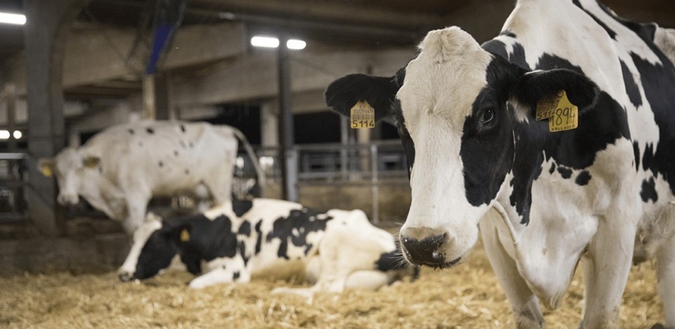 Vacas Leche