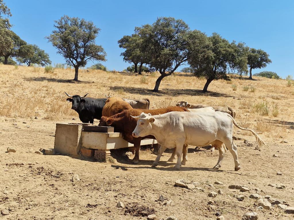 Notificado el primer caso de Enfermedad Hemorrágica Epizoótica de 2024 en una granja de bovino en Guadalajara