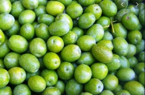 Un agosto cálido y seco deja una previsión de producción de 492.000 toneladas de aceituna de mesa