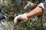 COAG Andalucía prevé un 30% menos de producción de aceituna en el olivar de regadío