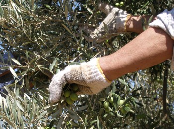 COAG Andalucía prevé un 30% menos de producción de aceituna en el olivar de regadío