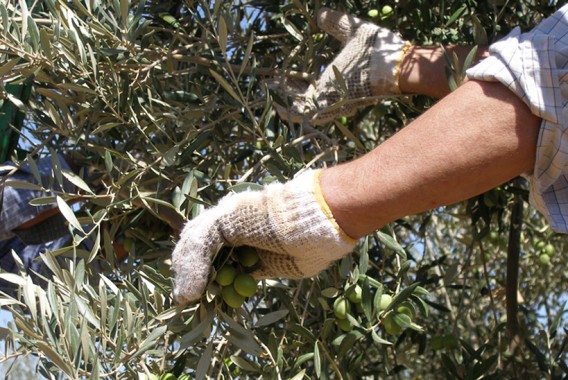 COAG Andalucía prevé un 30% menos de producción de aceituna en el olivar de regadío