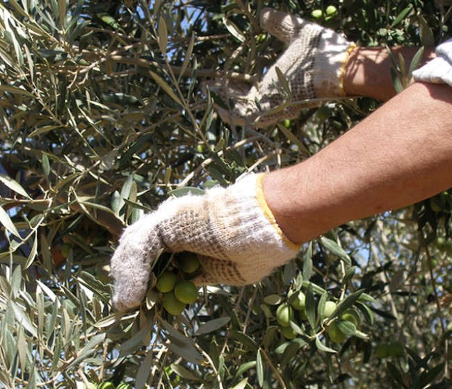 COAG Andalucía prevé un 30% menos de producción de aceituna en el olivar de regadío