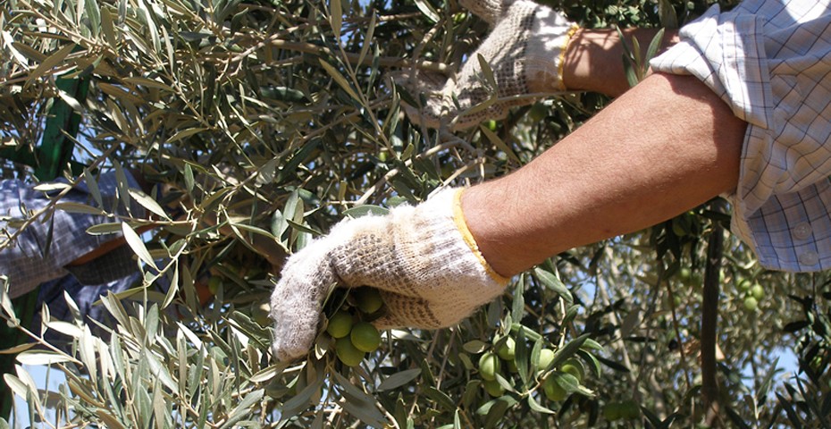 aceituna_recoleccion_andalucía
