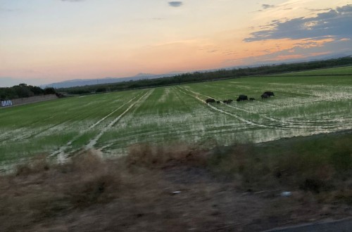 Los ministros de Medio Ambiente de la UE-27 debatirán pero no votarán la Ley de Restauración de la Naturaleza