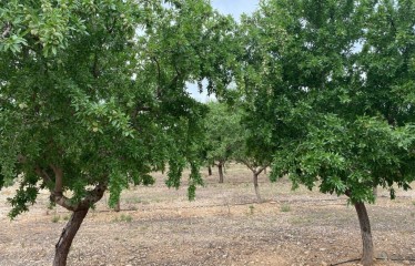 Impacto de una primavera cálida y seca en el tamaño de la almendra
