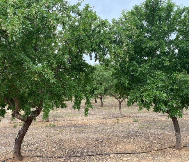 Impacto de una primavera cálida y seca en el tamaño de la almendra
