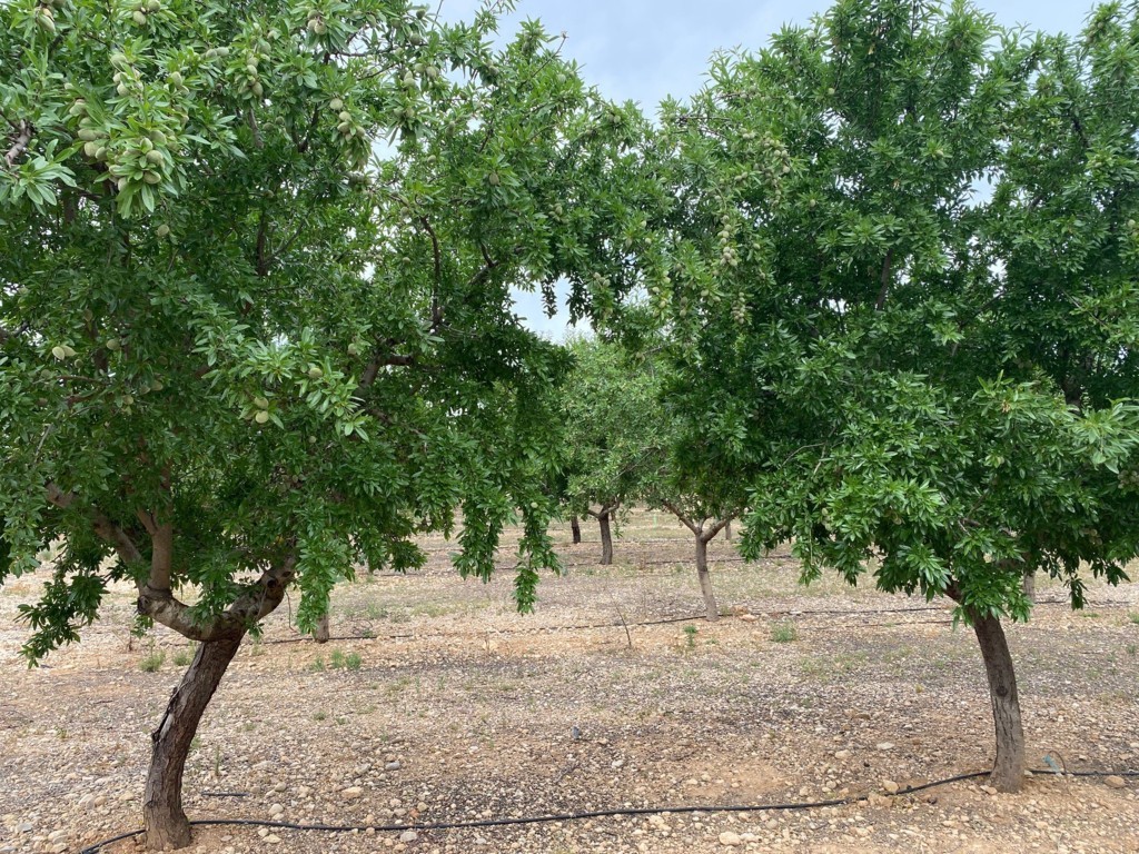 Impacto de una primavera cálida y seca en el tamaño de la almendra