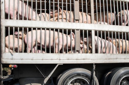 Bienestar animal durante el transporte: conocer el Sur para no perder el norte. Por Jaume Bernis.