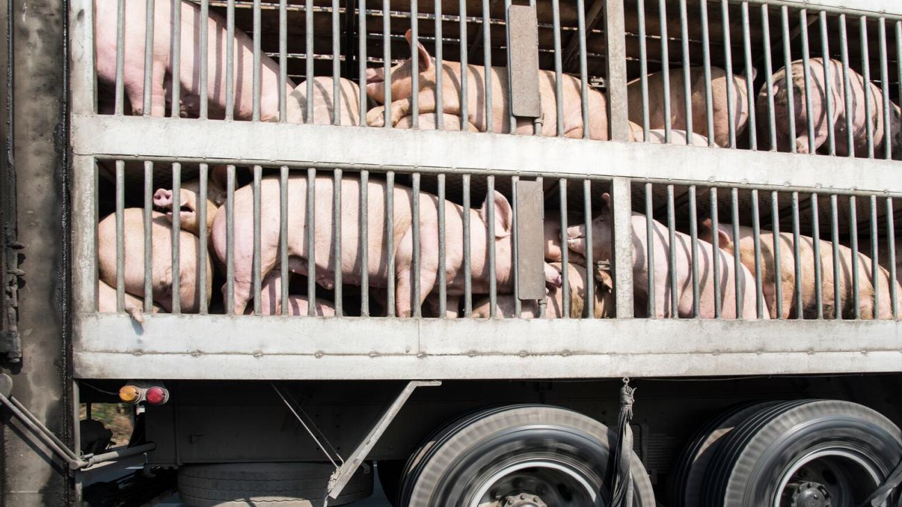 Bienestar animal durante el transporte: conocer el Sur para no perder el norte. Por Jaume Bernis.