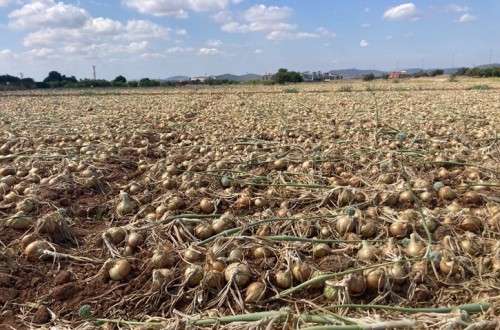 La Unió cuantifica las pérdidas para los productores de cebolla de la Comunitat Valenciana en más de 25 millones