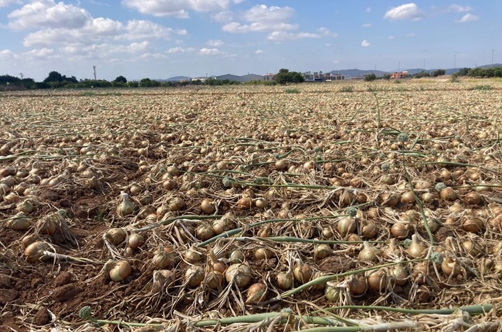 cebollas_valencia