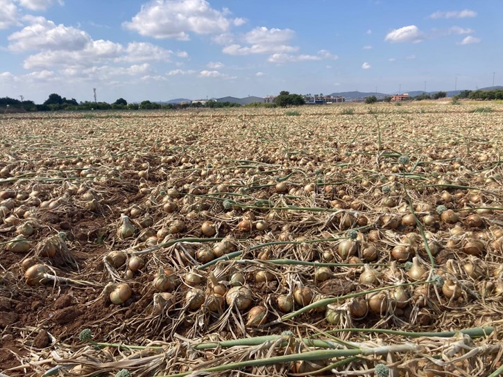 La Unió cuantifica las pérdidas para los productores de cebolla de la Comunitat Valenciana en más de 25 millones