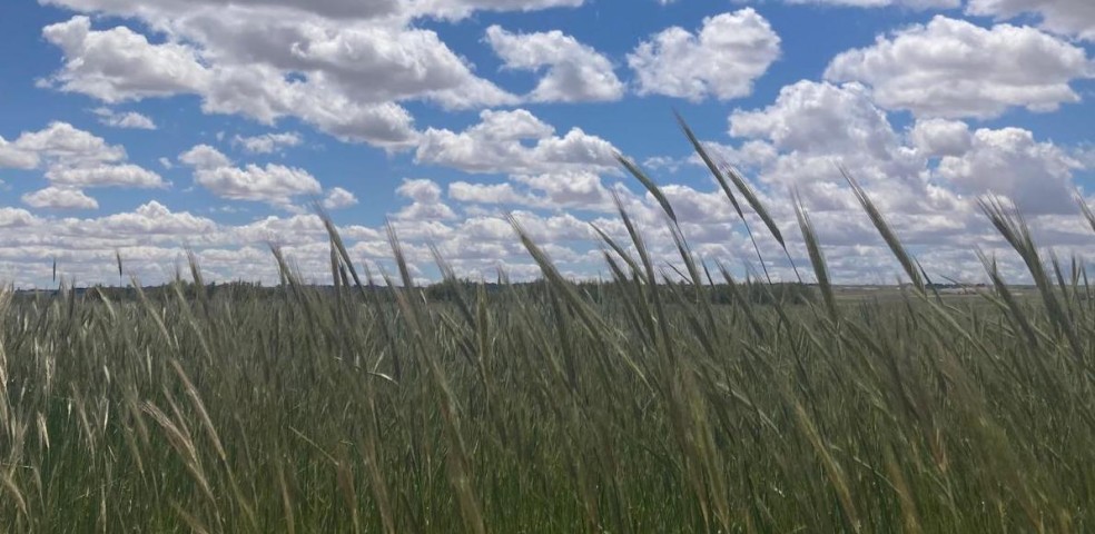 cereales_castilla_la_mancha